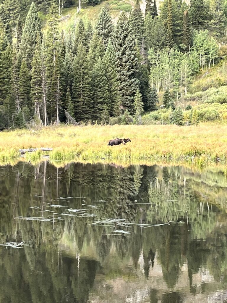 Mother and baby moose at Moose Lake