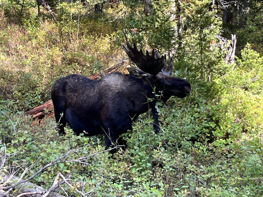 A bull moose grazing