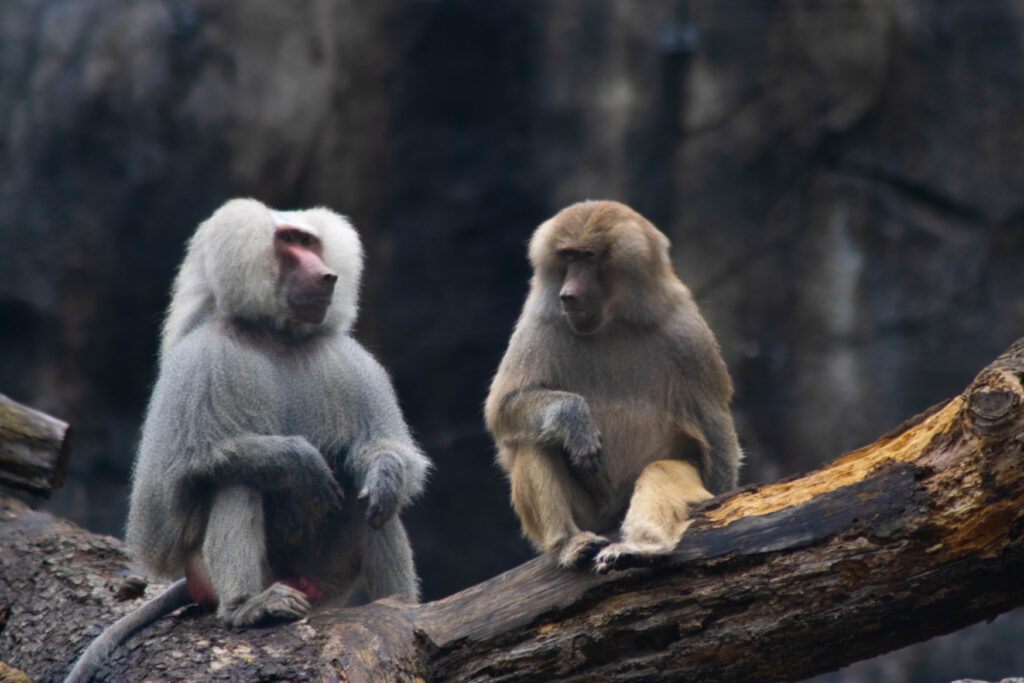 photo of two baboons sitting on a log at the north carolina zoo