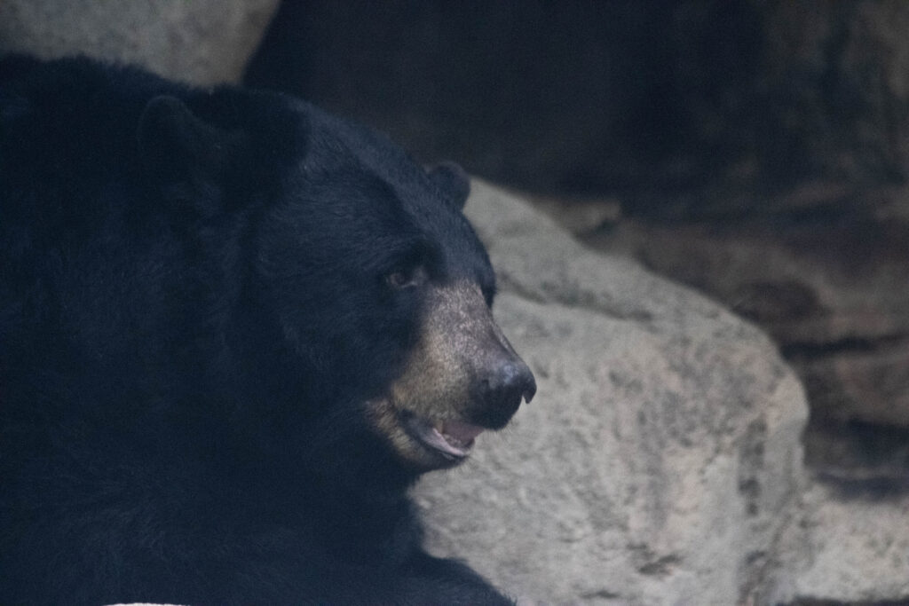 photo of a black bear lounging in its habitat at the north carolina zoo