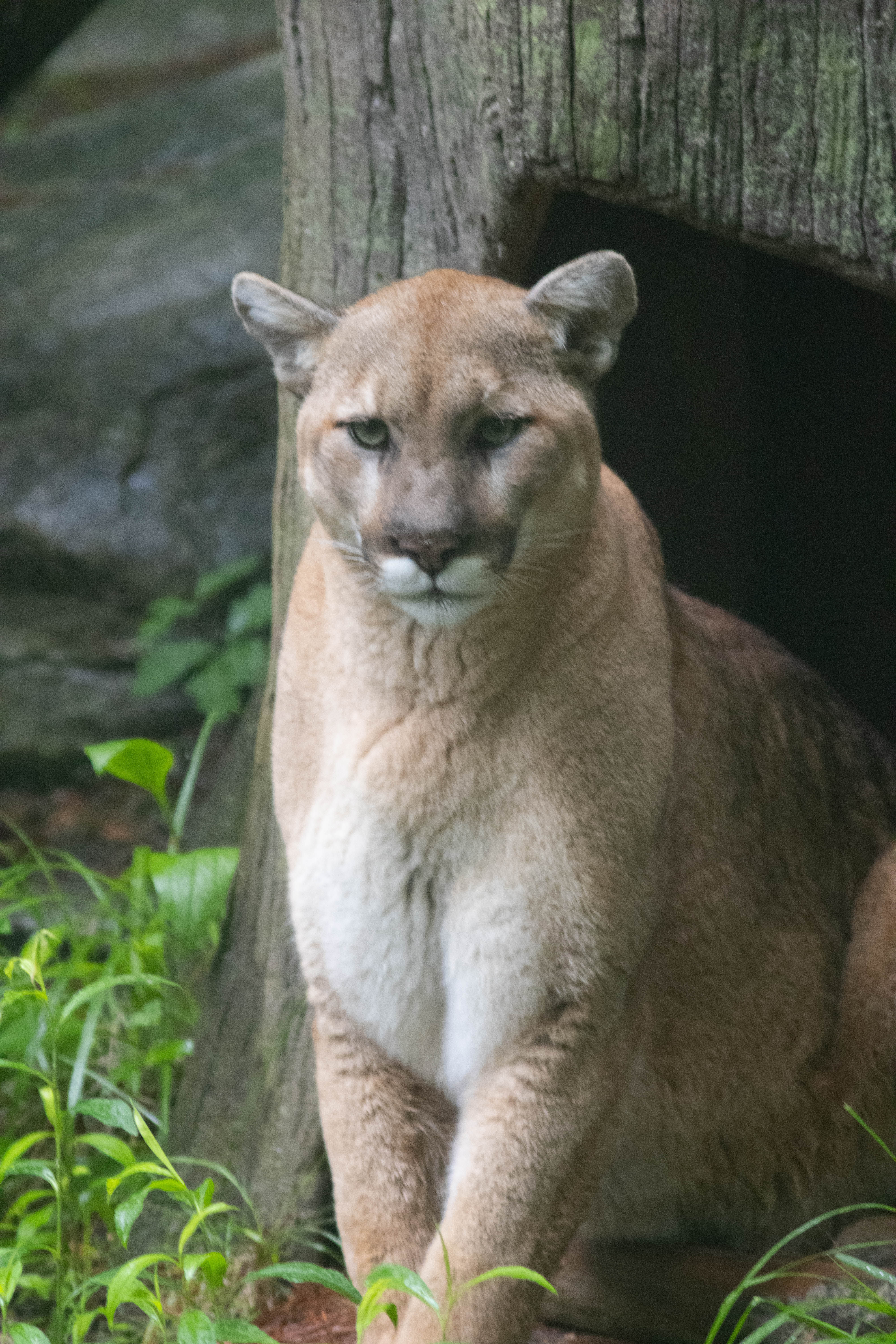 Photo of a cougar in it's den at the north carolina zoo