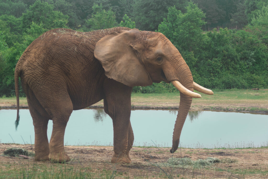 photo of an elephant next to a watering hole at the north carolina zoo