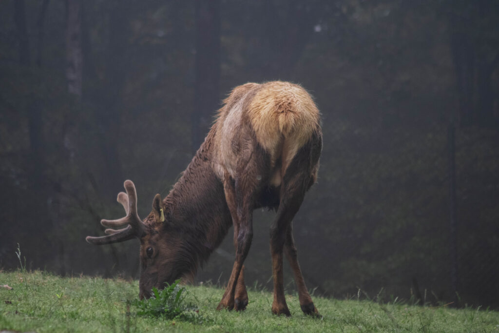 photo of an elk grazing at the north carolina zoo