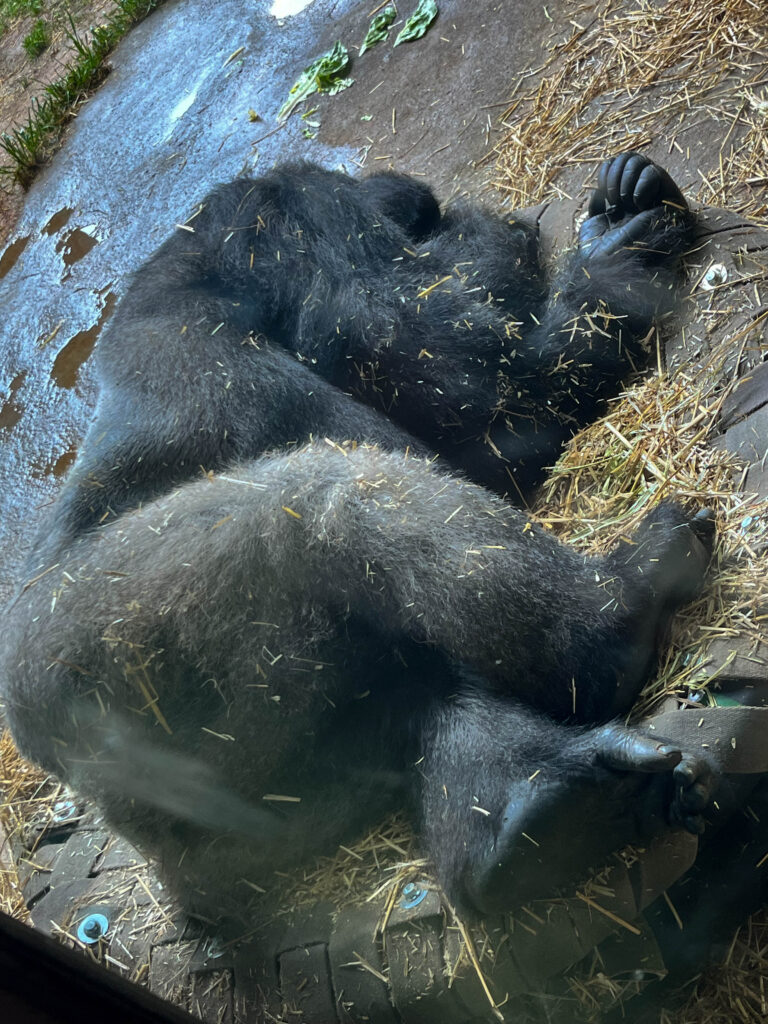 photo of a silverback gorilla sleeping at the north carolina zoo