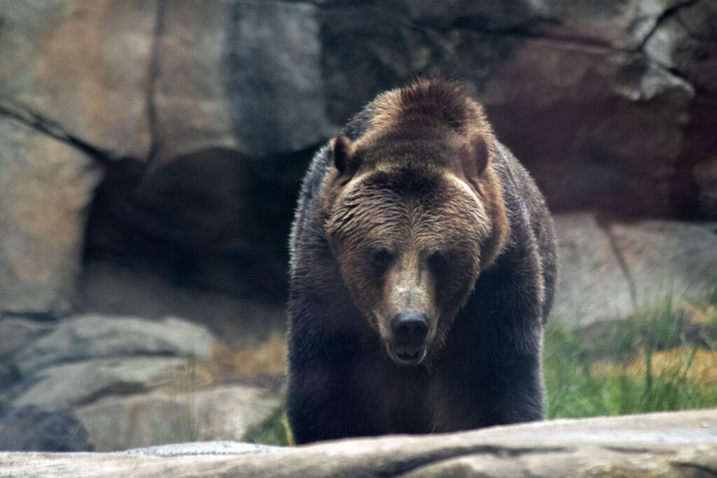 photo of a grizzly bear in his habitat at the north carolina zoo