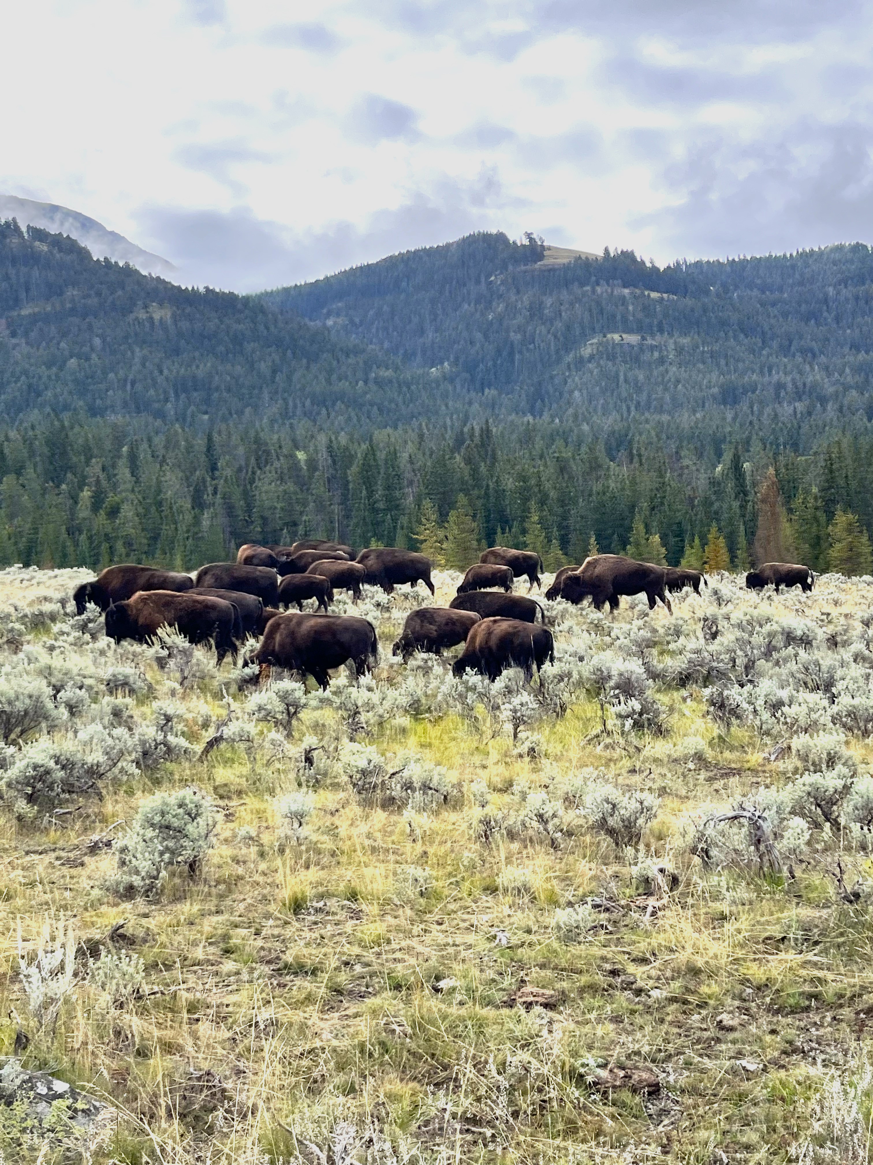 A bison herd grazing