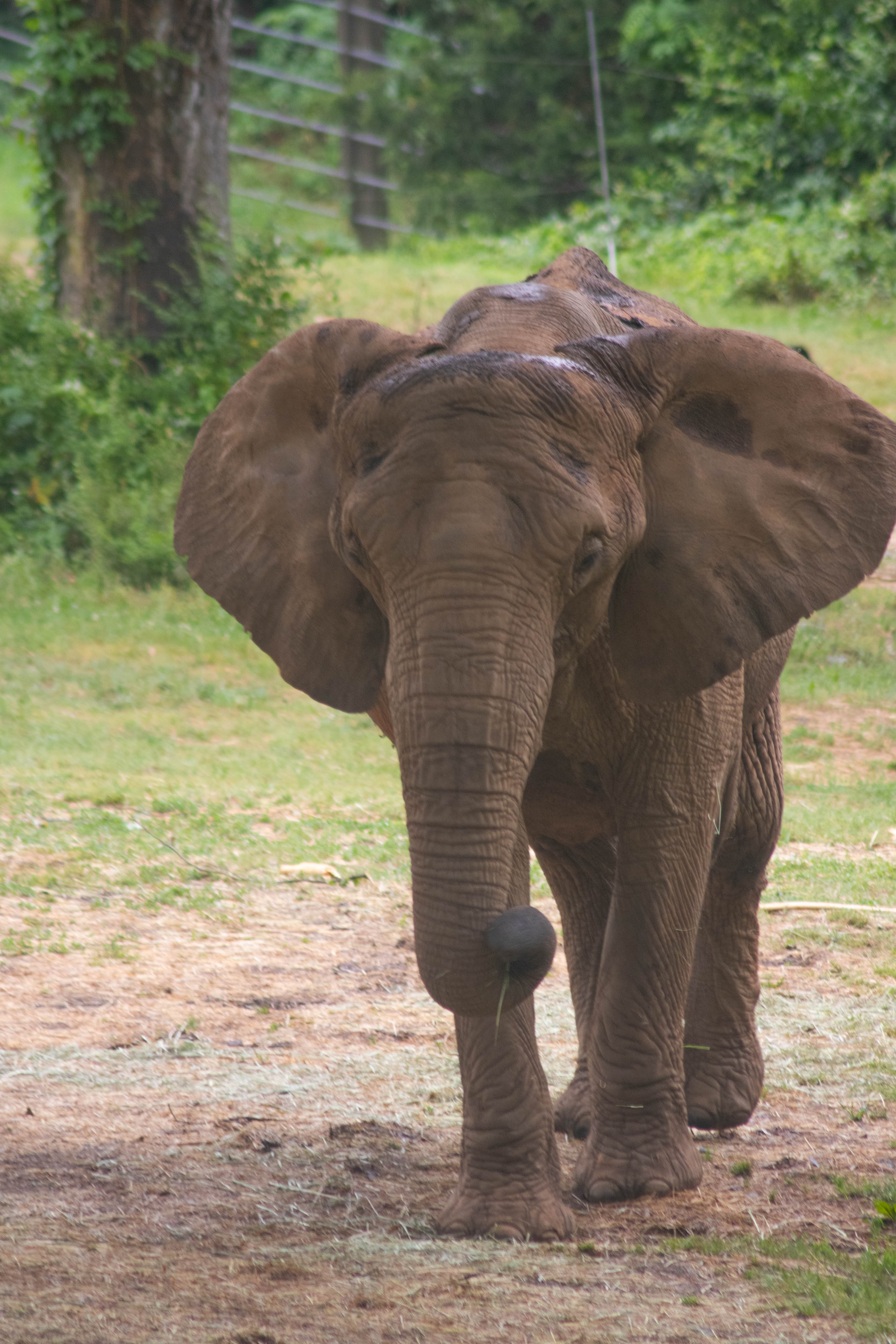 photo of an elephant at the north carolina zoo