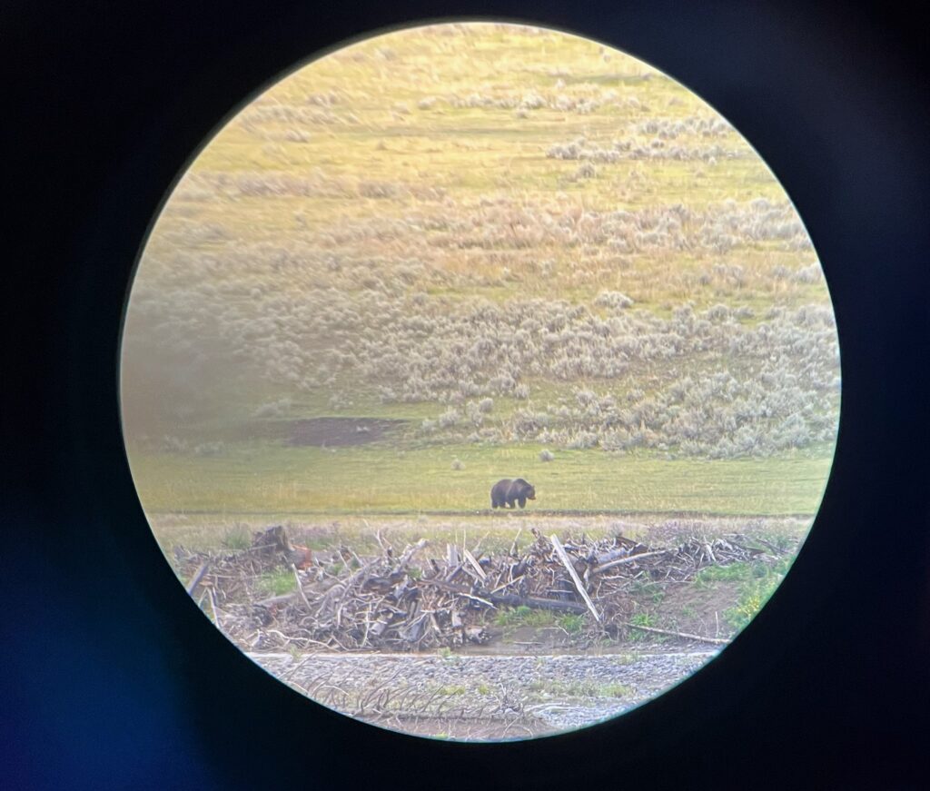 A grizzly bear as viewed through a scope