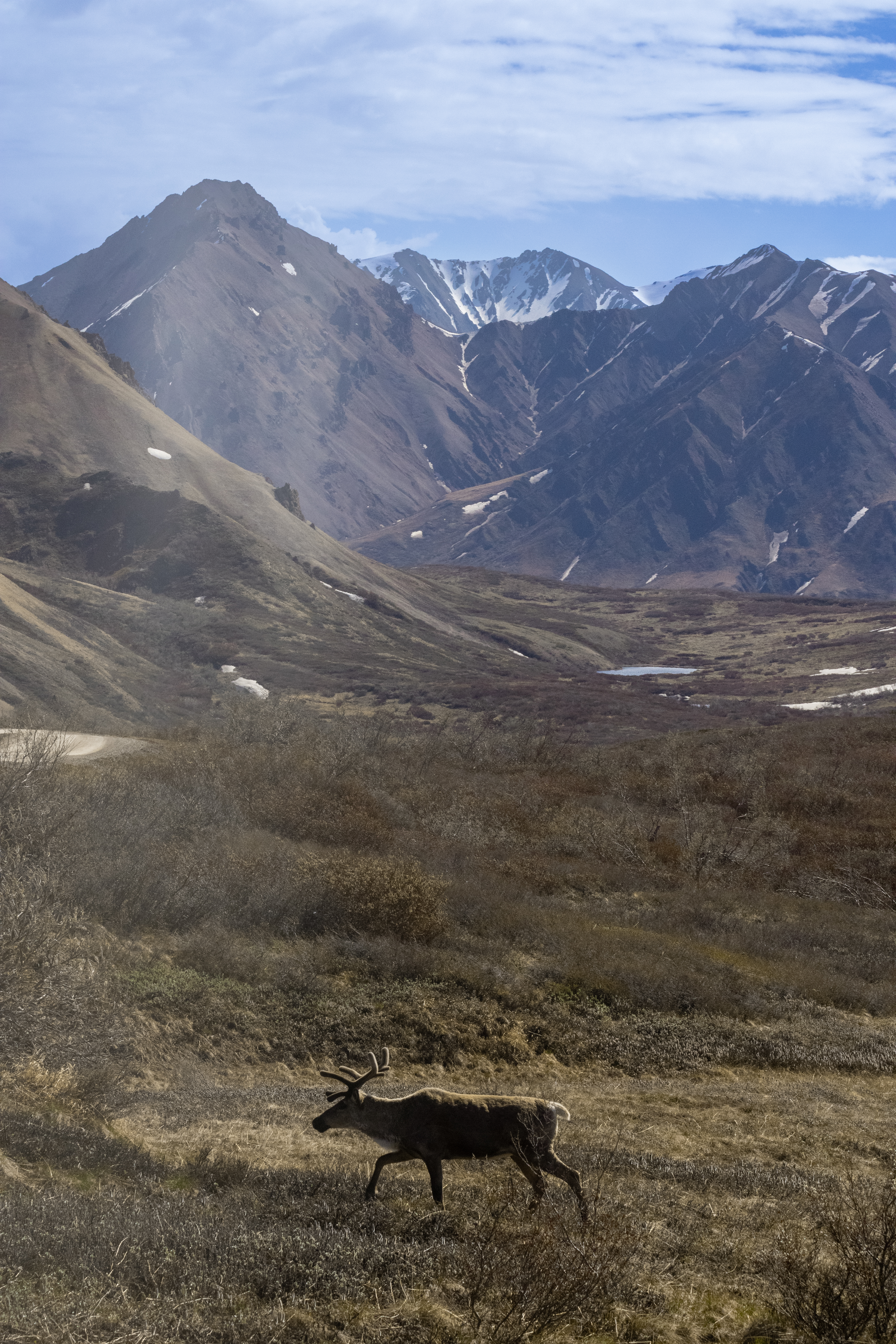 A male caribou walking across a field in Denali National Park