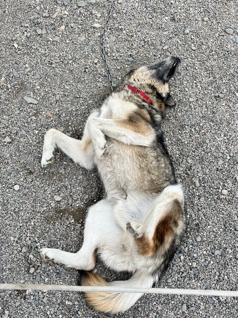 A sled dog lying on its back wanting belly rubs