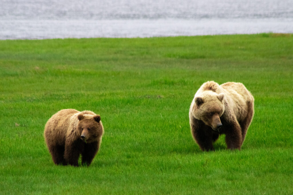 A mother bear with her 3 year old cub in Lake Clark