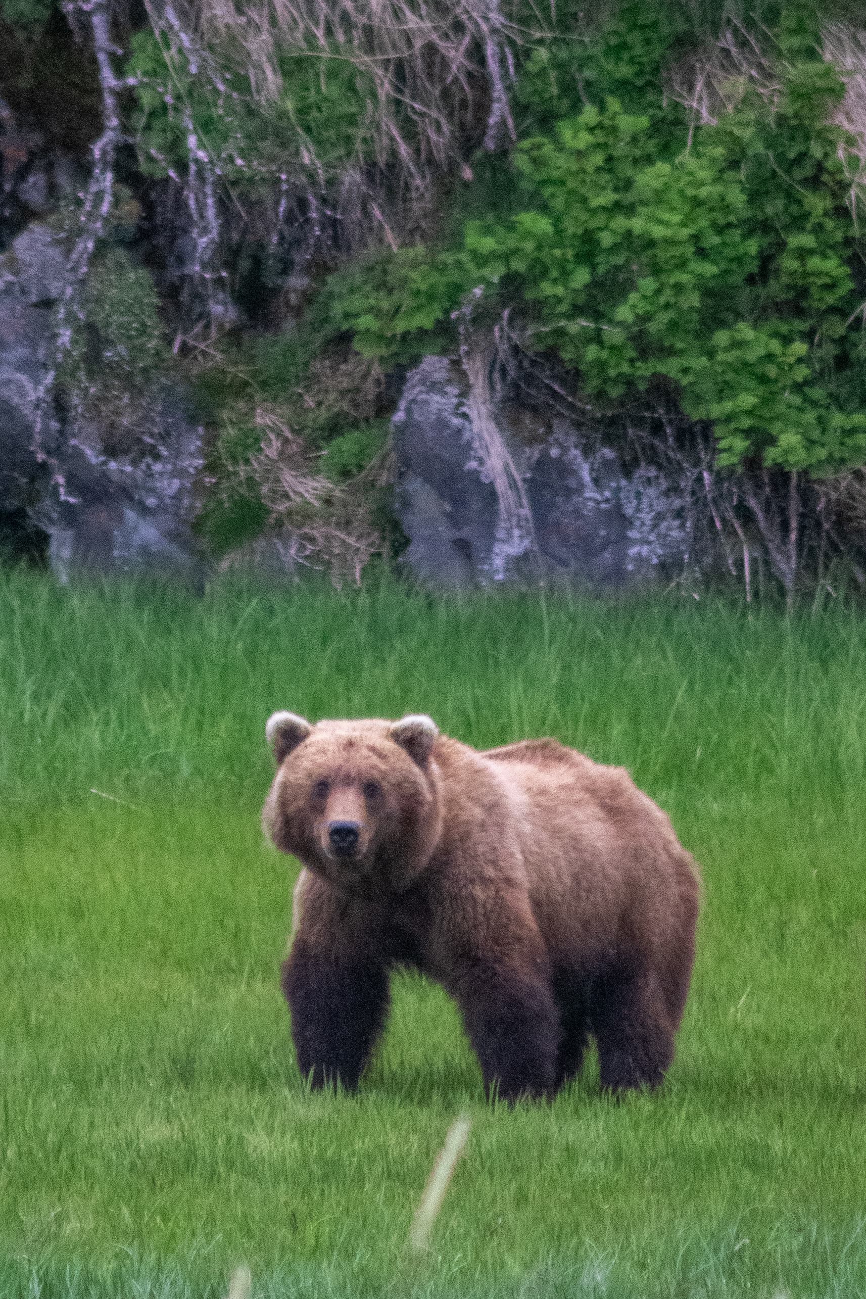 Photo of an alaskan brown bear sow in lake clark national park