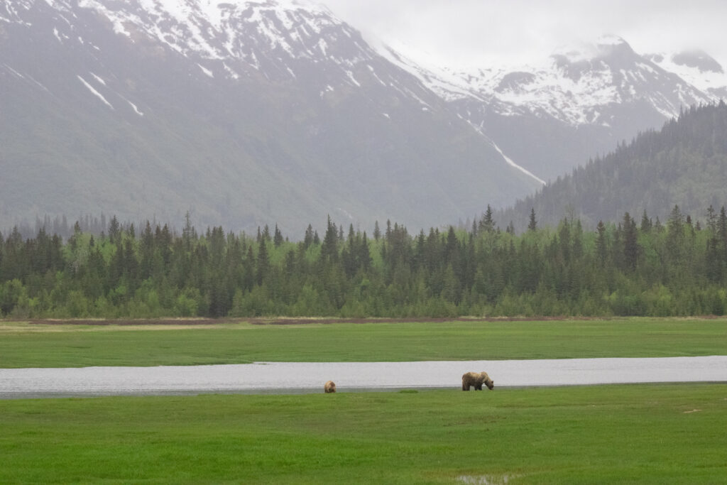 A mother bear and her cub with beautiful mountains behind them in Lake clark national park