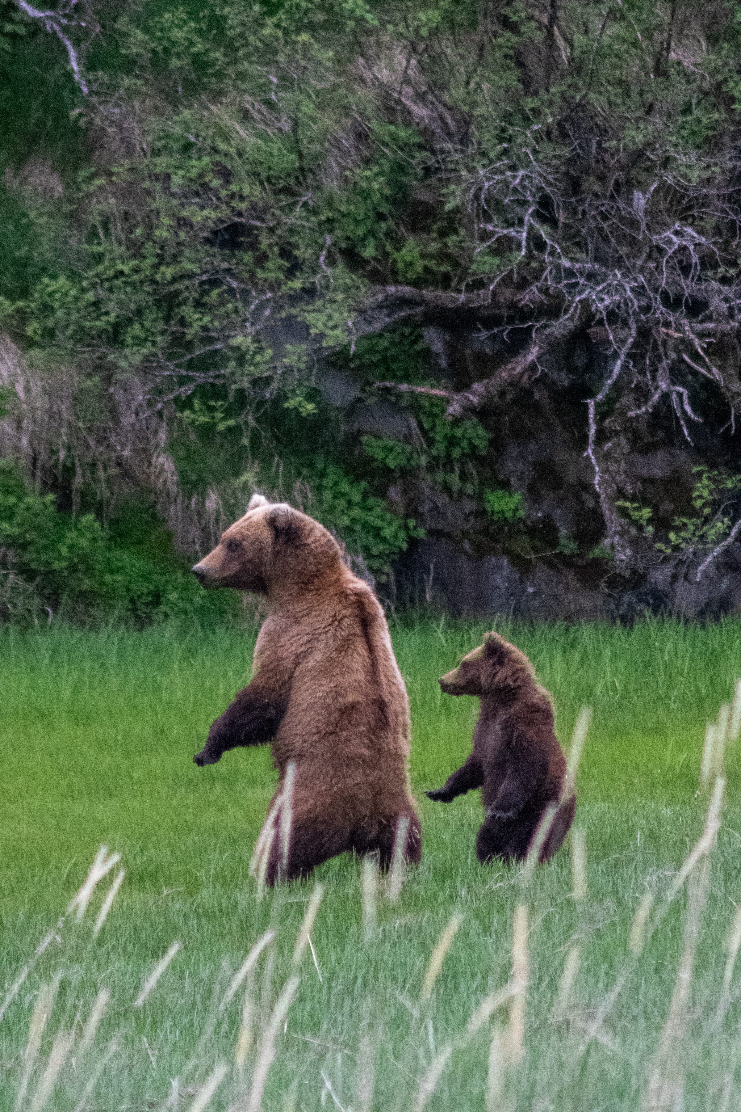 a brown bear and her cub standing on their hind legs in a defensive position