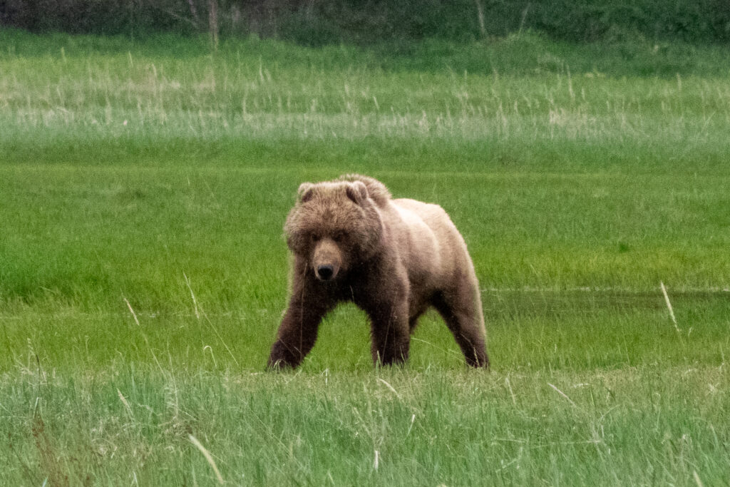 a female bear walking through a field in lake clark