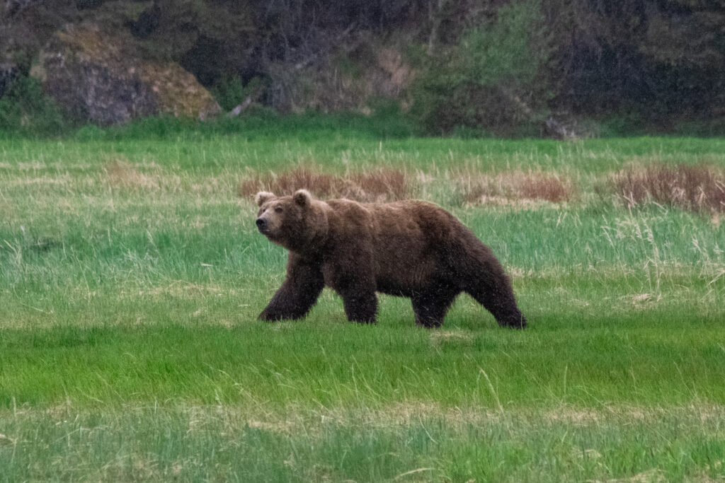 A brown bear walking through a field