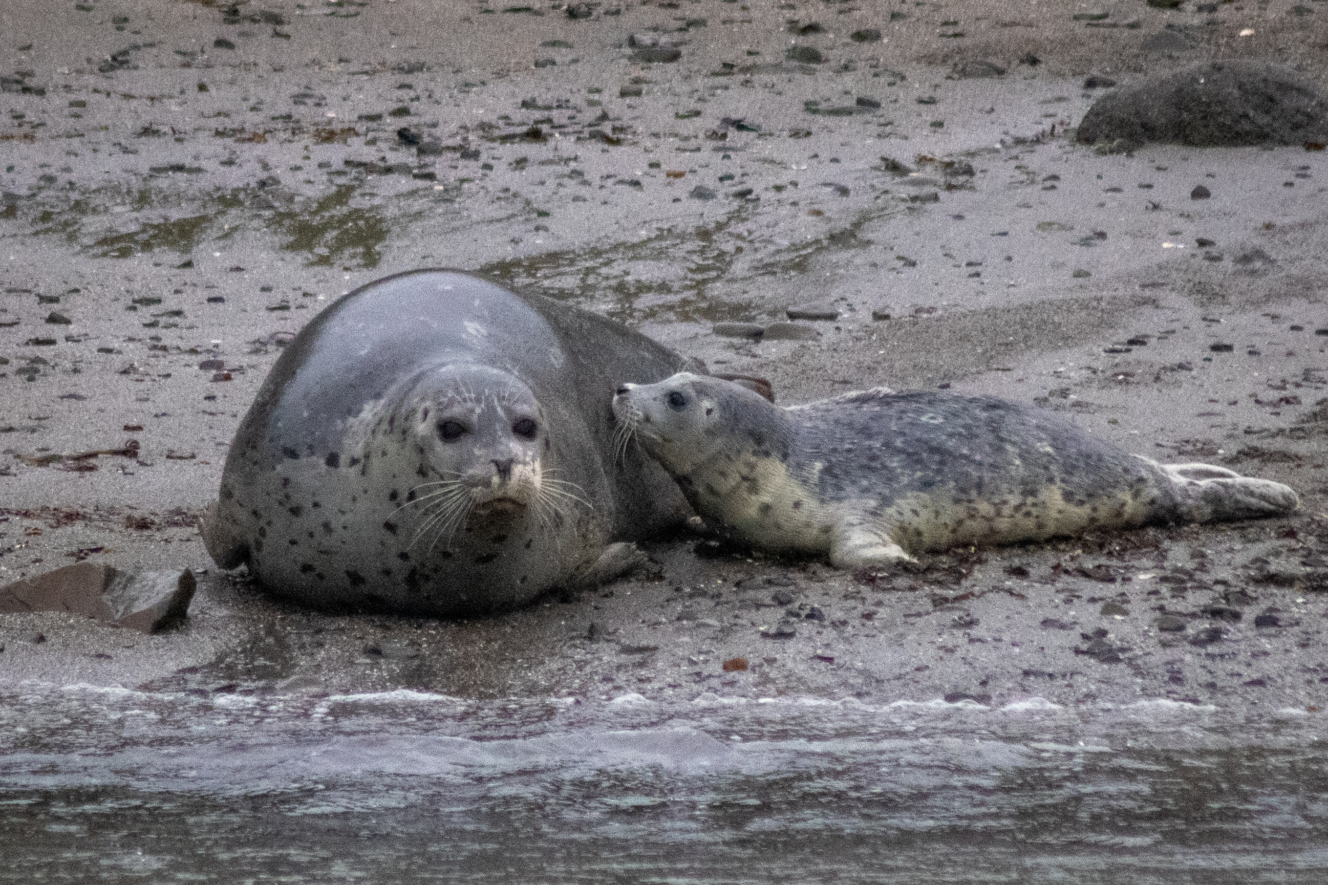 A female harbor seal with her baby on the shore