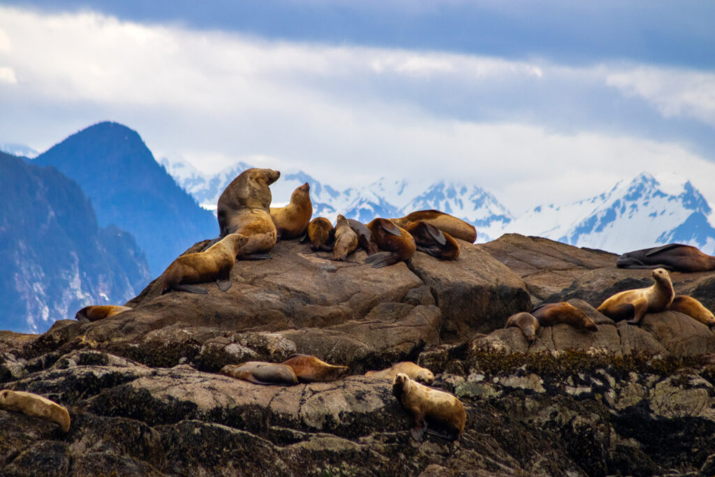 Stellar Sea Lions gathered on a rock outcropping