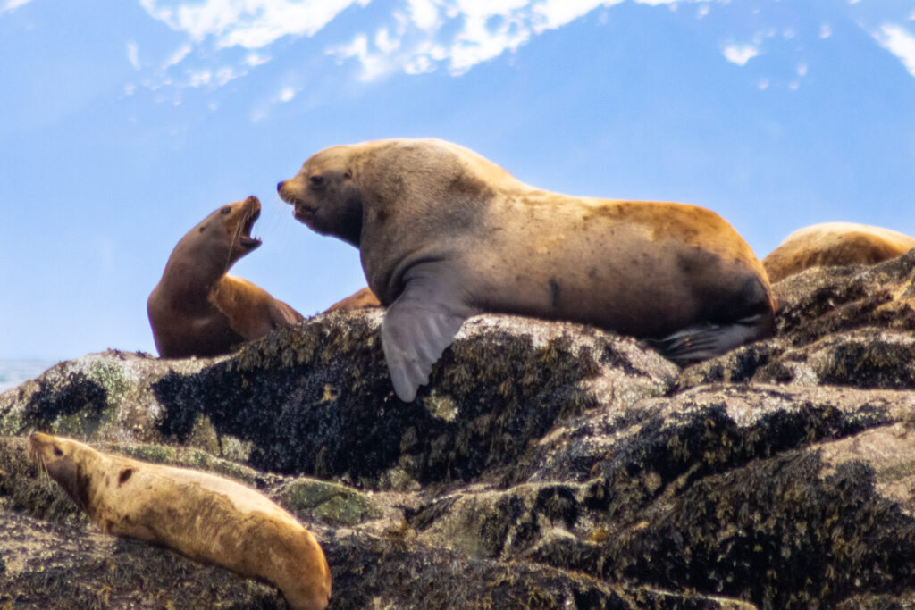 A male stellar sea lion upset with a smaller male 