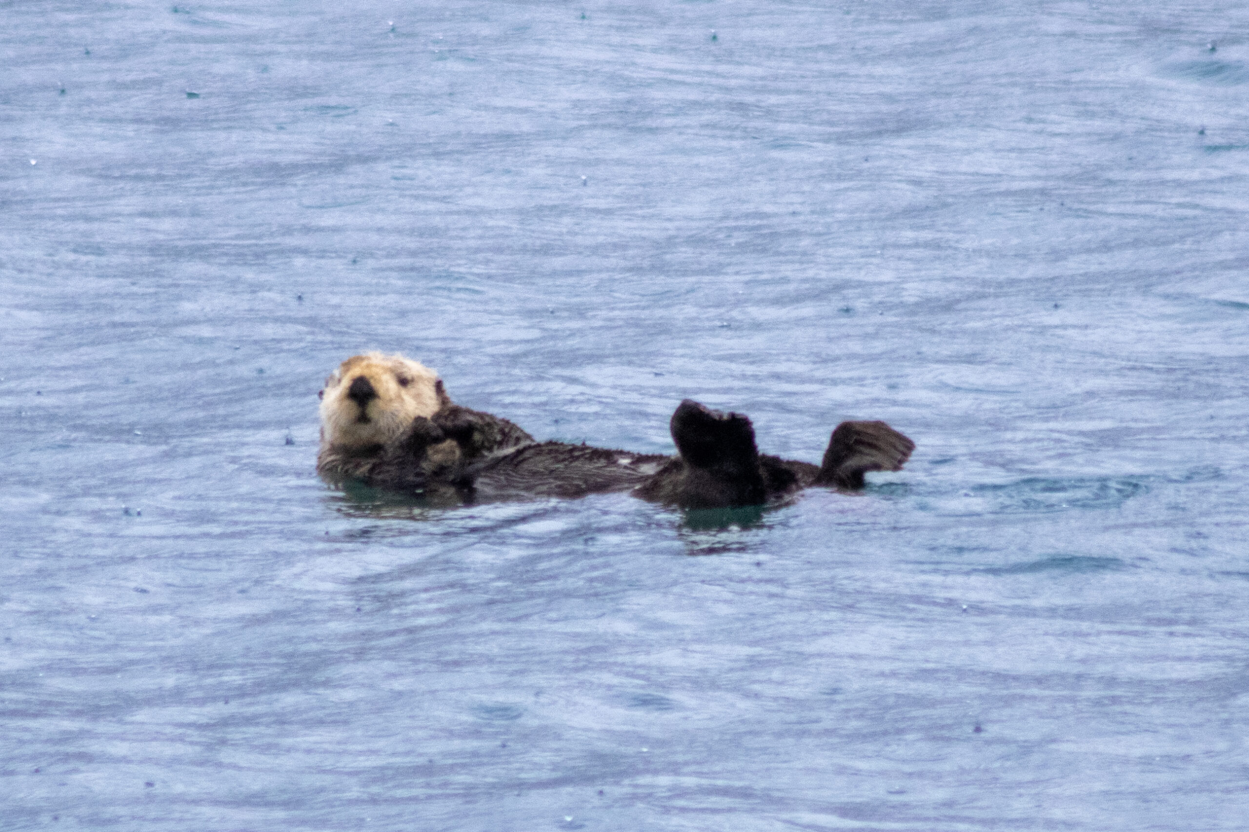 A sea otter floating in Resurrection Bay