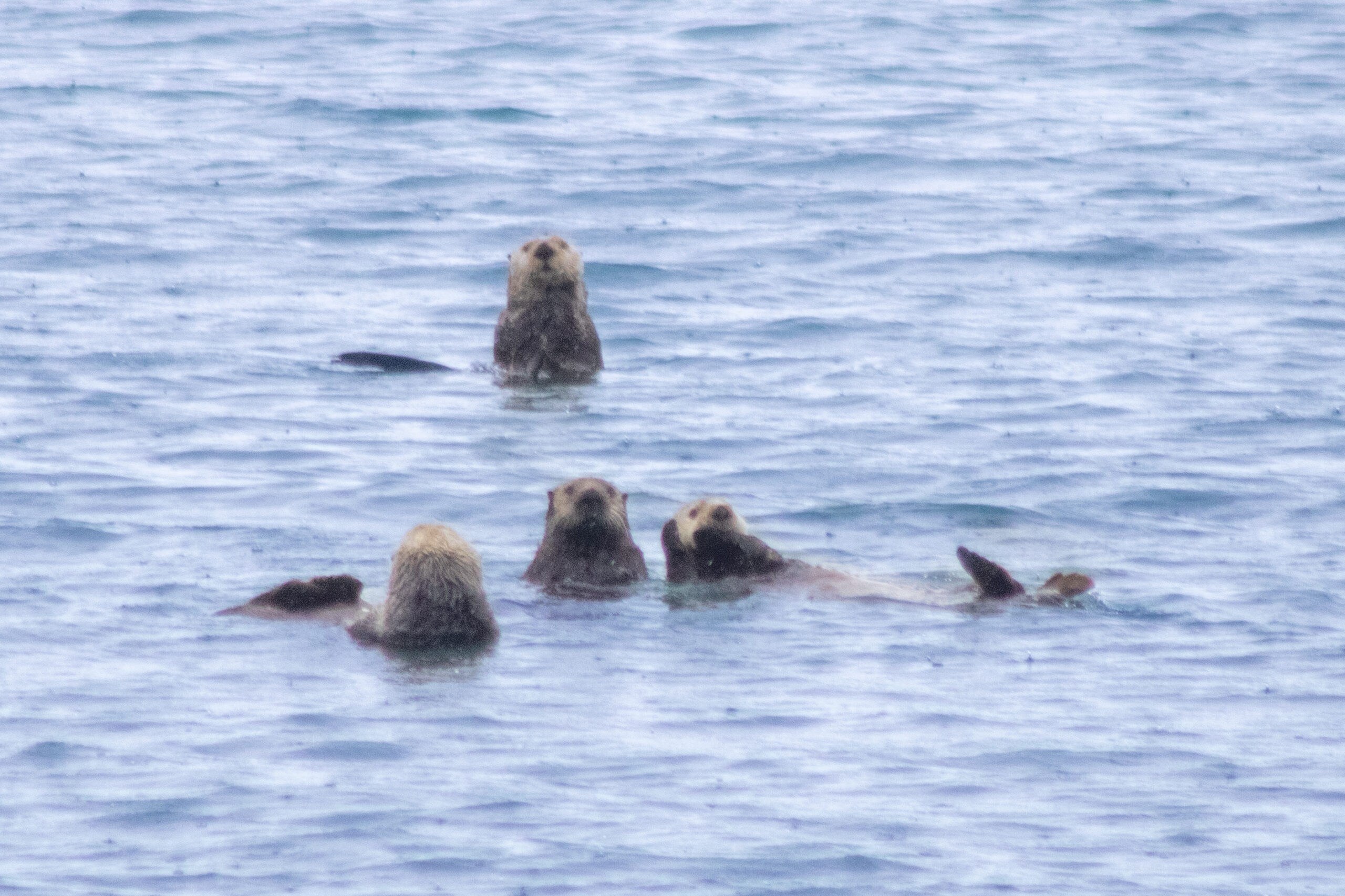 A group of 4 sea otters floating