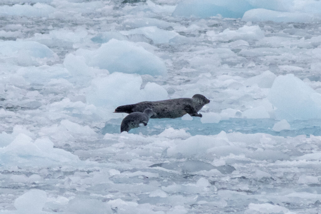 A harbor seal and her pup floating on icebergs