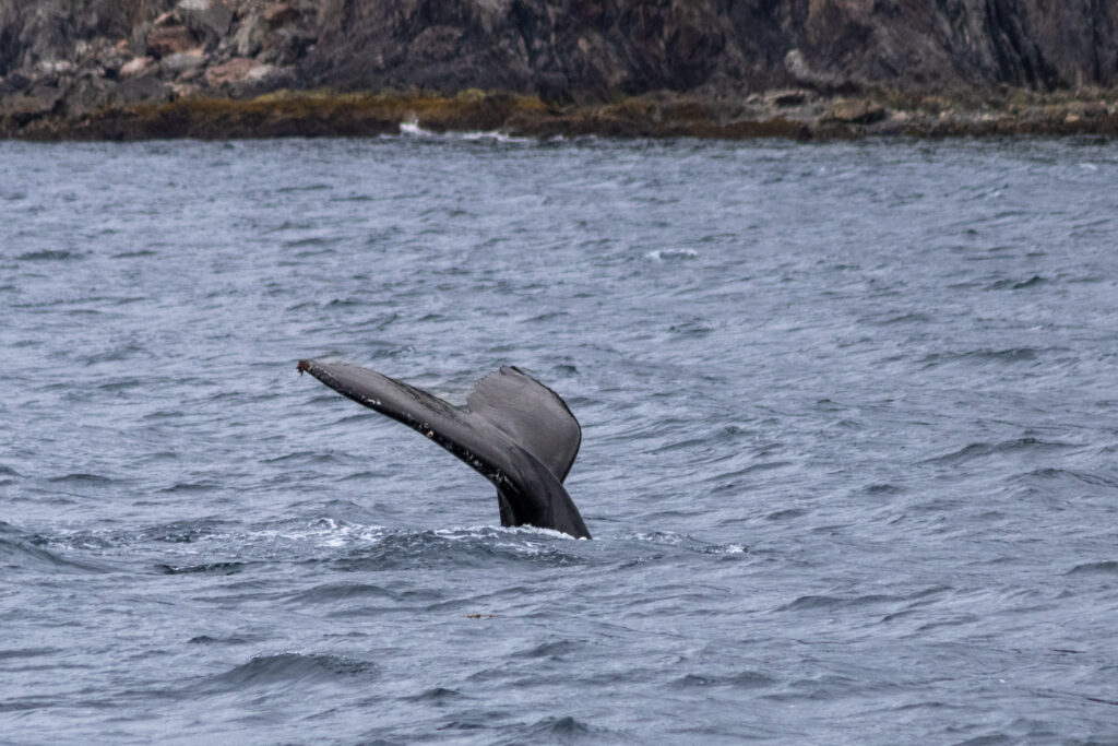 A photo of a humpback whales fluke as it goes for a dive