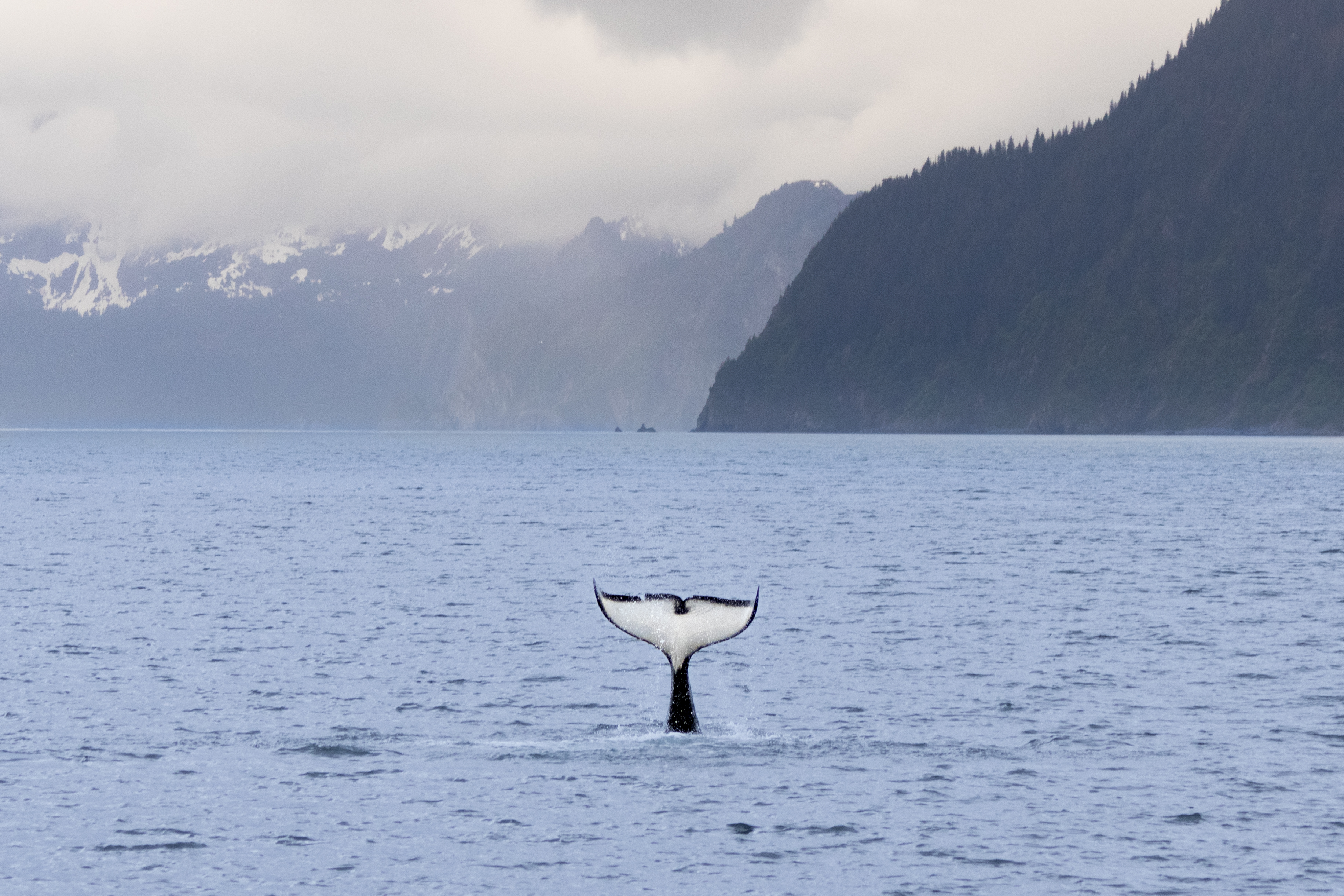 A bull orca slapping his fluke on the water