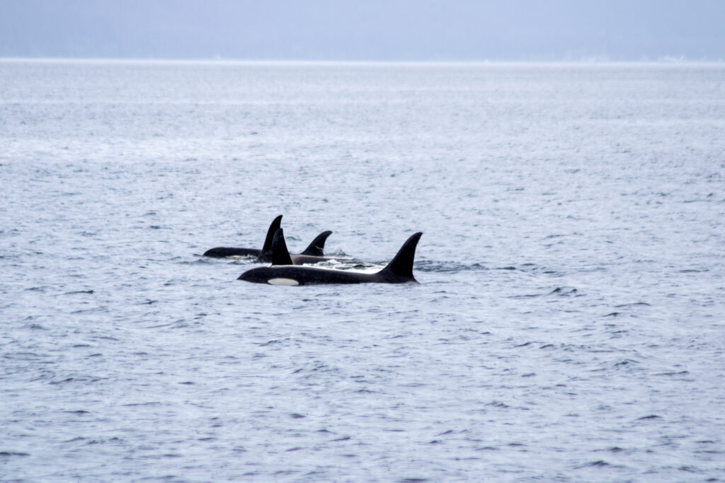 A pod of orca swimming in Kenai Fjords National Park